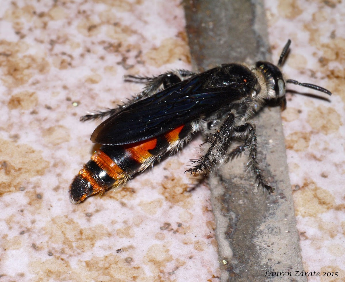 Scoliid Wasp