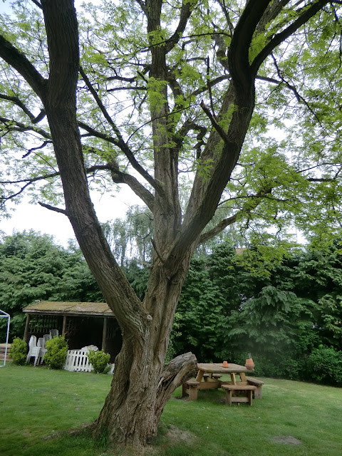 CIMG8257 Locust tree in Queen's Oak beer garden