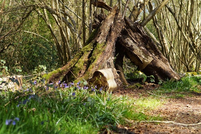 bluebells in the woods in spring