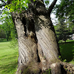 Parc de la Maison de Chateaubriand :  châtaignier commun