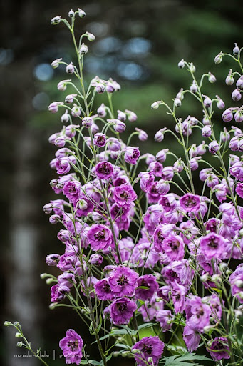 Delphinium elatum Pink Punch Delphinium-pink-punch-130715-68rm