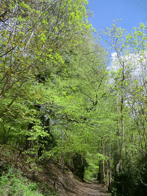 CIMG7994 Through the Titsey Plantation in spring