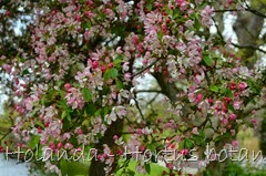 Glória Ishizaka - Hortus Botanicus Leiden - 35