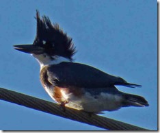 Belted Kingfisher, Gold Beach Oregon