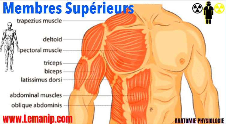 Les Membres Supérieurs Anatomie Et Physiologie 1