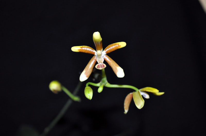 Phalaenopsis kunstleri DSC_0016