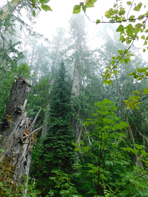 C092_CAN BC Ancient Forest_2018-08-12_DSCN2261