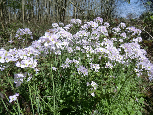 CIMG6336 Cuckooflowers in wood near Hill Hoath