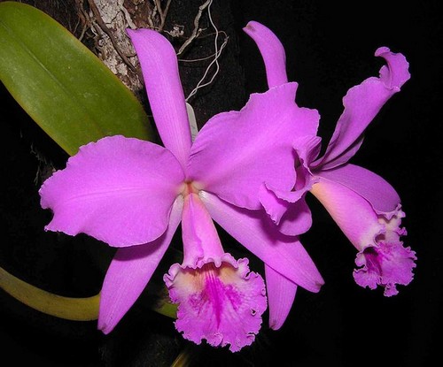 orquidea-labiata.jpg