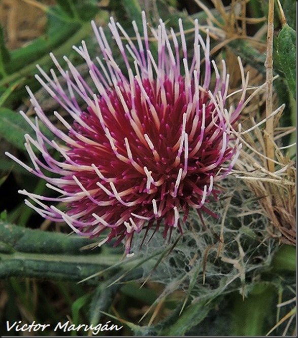 Cirsium eriophorum. Gorramendi. 27-09-2015 (285)x