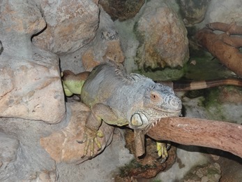 2017.06.17-009 iguane vert