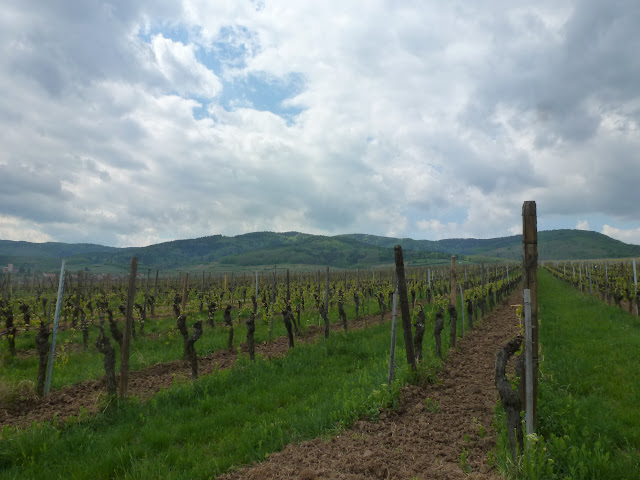 ALSACIA, o  COMO  VIAJAR POR UN MUNDO DE CUENTO, HISTORIA Y LEYENDA - Blogs de Francia - Castillo Haut-Koenigsbourg, Ribeauvillé, Riquewihr y Kaisersberg (39)