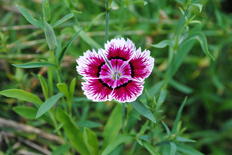 파일:external/upload.wikimedia.org/800px-Dianthus_chinensis_korea_2010.jpg