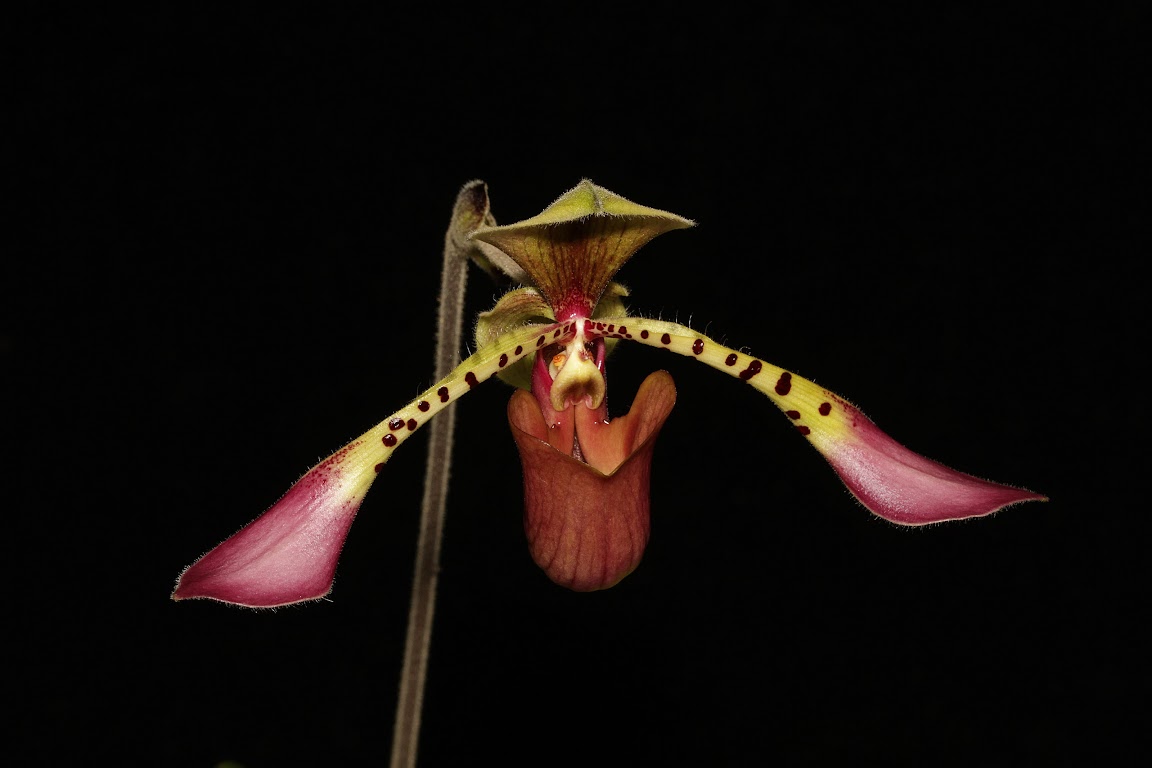 Paphiopedilum lowii IMG_9539_v1