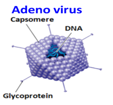 Adeno virus