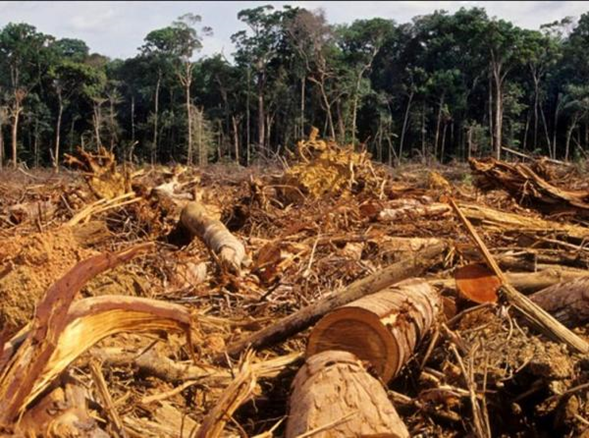 Fuente. Observatorio Venezolano de Ecología Política tomado de https://www.ecologiaverde.com/principales-problemas-ambientales-en-venezuela-2533.html