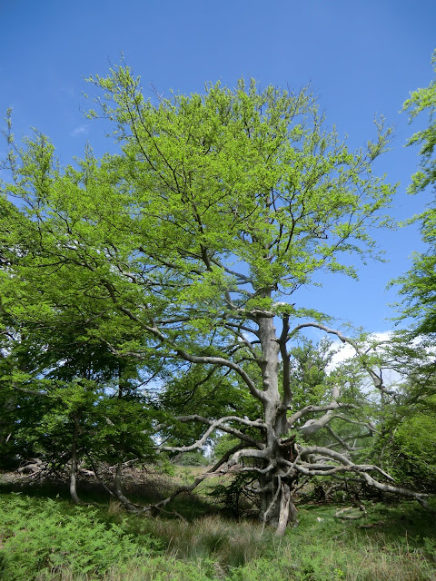 CIMG8273 Beech tree in Eridge Old Park