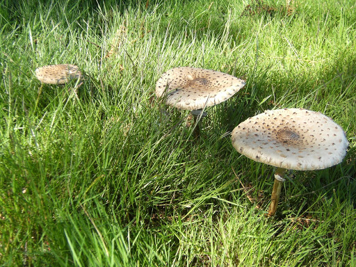 DSCF8745 Parasol mushrooms on Ashdown Forest