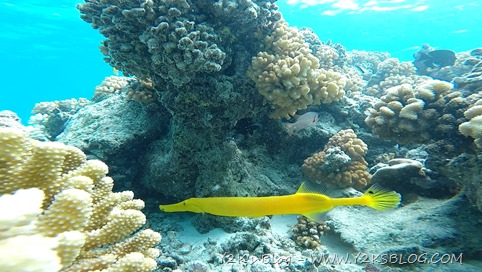 Pesce Trombetta giallissimo - Toau