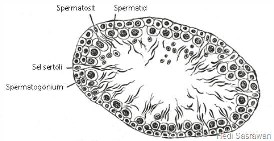 Sperma yang dihasilkan di tubulus seminiferus akan mengalami proses pematangan pada