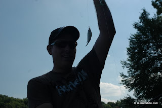 baby bluegill
