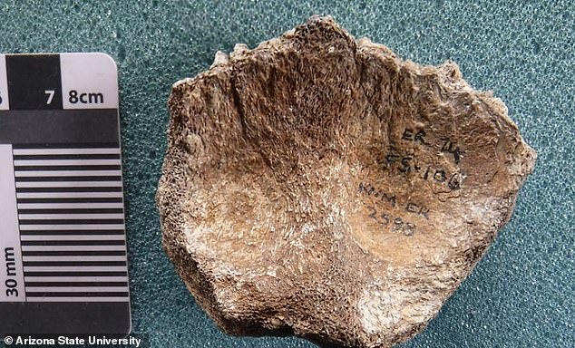 A skull fragment belonging to a Homo erectus found in 1974 dates back two million years, deeming it the oldest specimen on record.