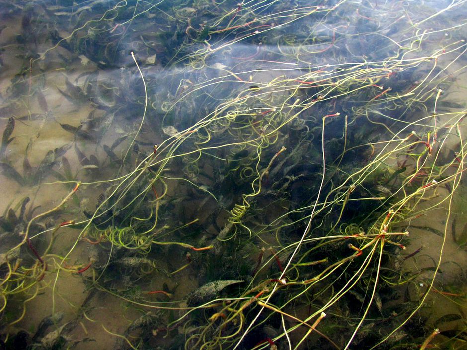 Валлиснерия спиральная (Vallisneria spiralis)