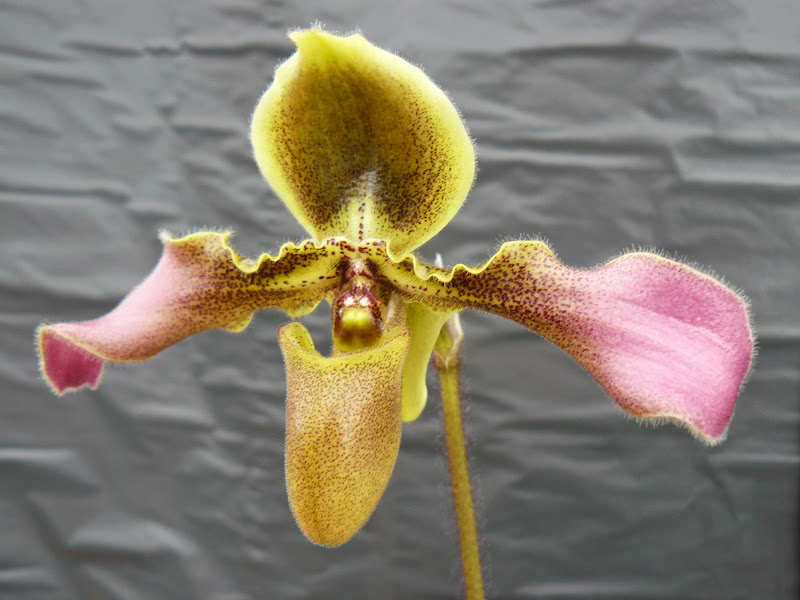 Paphiopedilum hirsutissimum P1050042