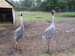 2006.08.28-013 grues