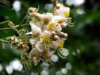 As a folk medicine, its leaves and bark, which are hot, acrid, bitter, insecticidal and vulnerary, are used (leaf paste) to treat skin diseases, to heal wounds, biliousness, Ulcers, and to treat cough (bark decoction), asthma and leprosy. Bark powder with honey is also useful in treatment of diabetes.