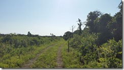 Yellow loop trail view