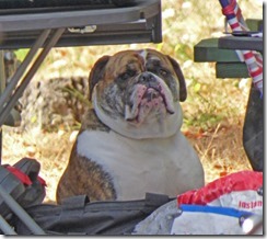 Ausralian Bulldog, Huntley Park, Gold Beach Oregon