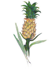 Water color of Pine apple