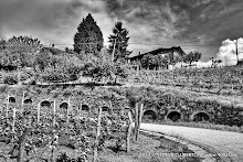 1 maggio 2014 Vesime. Loazzolo e Canelli - fotografia di Vittorio Ubertone