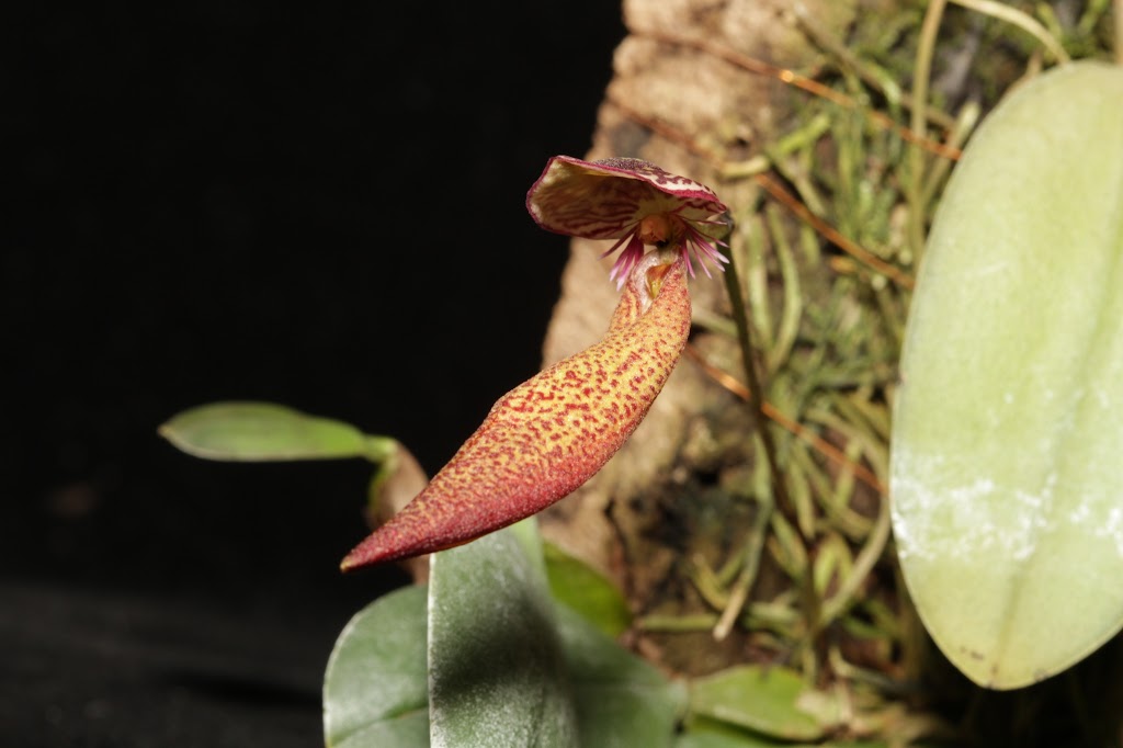 Bulbophyllum scotinochiton IMG_7931