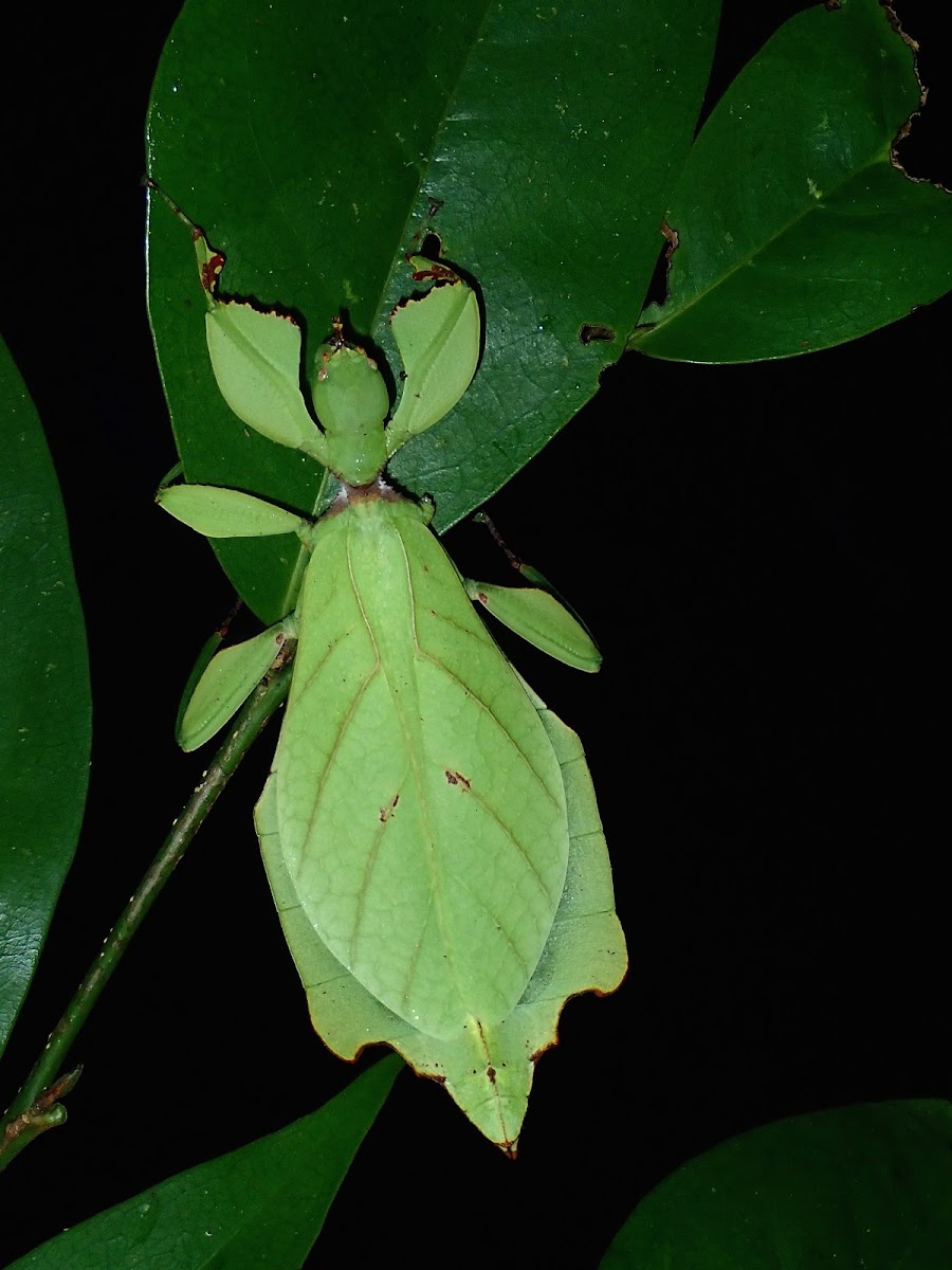 Arthur Chung's Leaf Insect