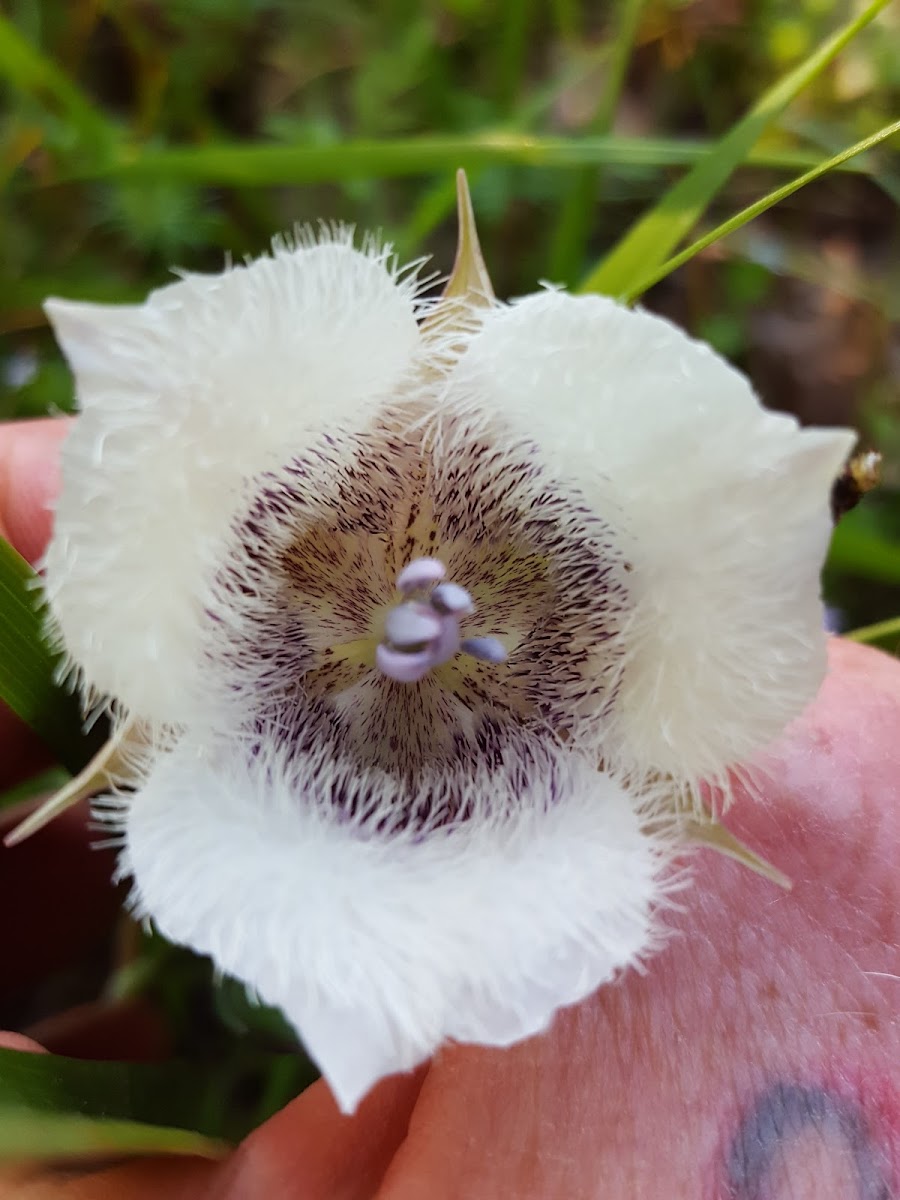 Cat's Ear Flower