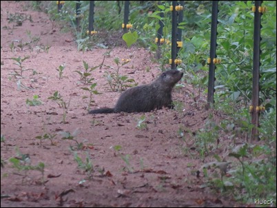 Beaver