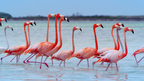 Mangroves thumbnail