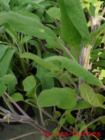 Sauge, Salvia officinalis, famille: Lamiacées sauge.jpg