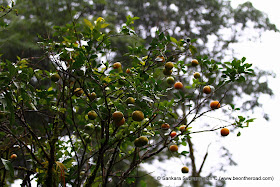 Tree bearing Citrus Fruits at Honey Valley in Coorg