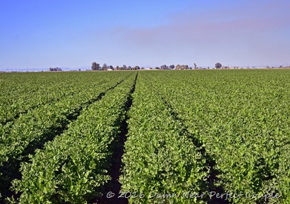 Field of Greens