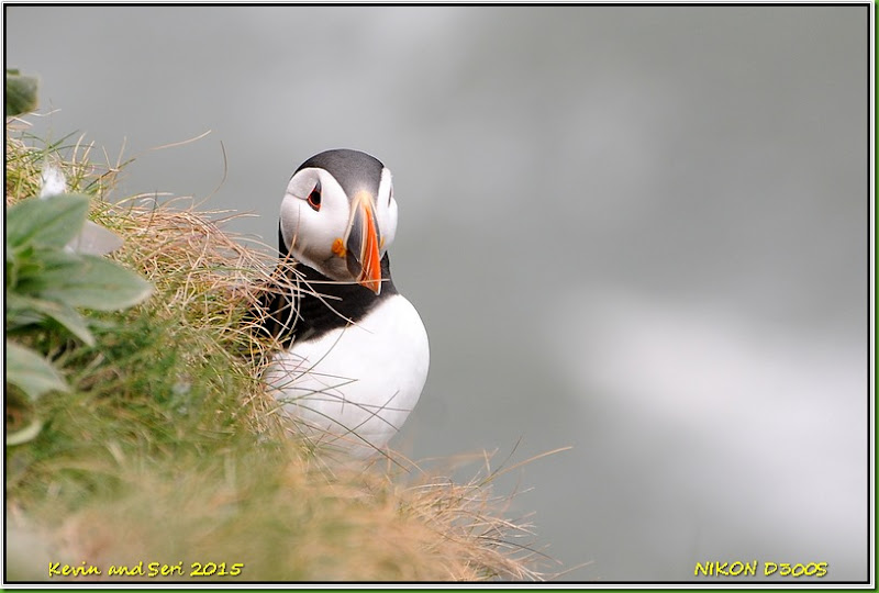 Bempton Cliffs RSPB - May