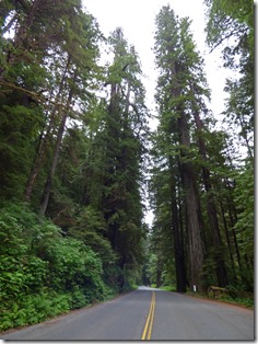 Newton B. Drury Scenic Parkway, near Klamath, Ca