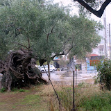 De oudste olijfboom van Zakynthos (2000 jaar oud) in Exo Chora.