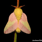 Rosy Maple Moth