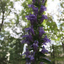 Great Blue Lobelia