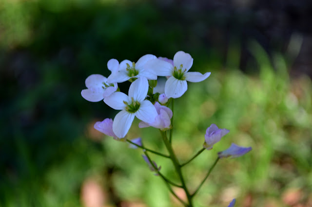 cluster of white petaled flowers