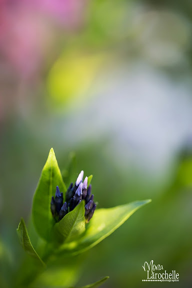 Amsonia Blue Ice Amsonia-blue-ice-140609-79rm