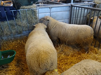 2018.02.25-054 moutons Southdown